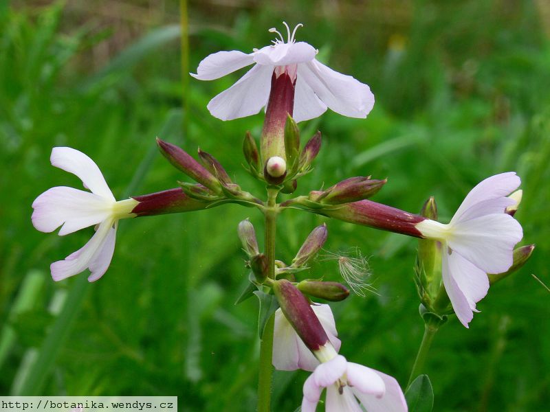 Mydlice kořen řezaný